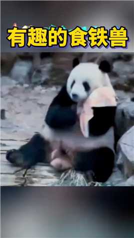 #熊猫