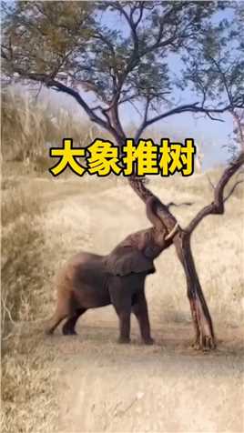 大象推树 