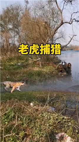老虎捕猎 #动物世界