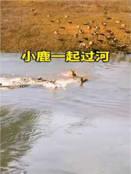 小鹿一起过河精彩集锦