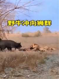 野牛冲向狮群精彩集锦