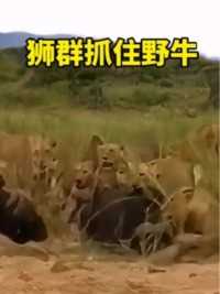狮群抓住野牛精彩集锦