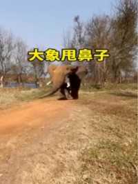 大象甩鼻子走路精彩集锦
