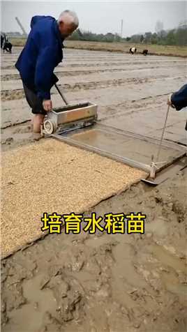 培育水稻苗 