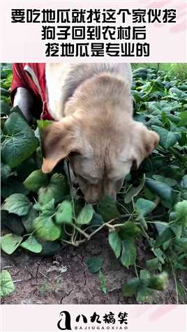要吃地瓜就找这个家伙挖，狗子回到农村后 ，挖地瓜是专业的！