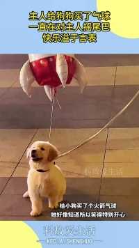 主人给狗狗买了气球，一直在对主人摇尾巴，快乐溢于言表