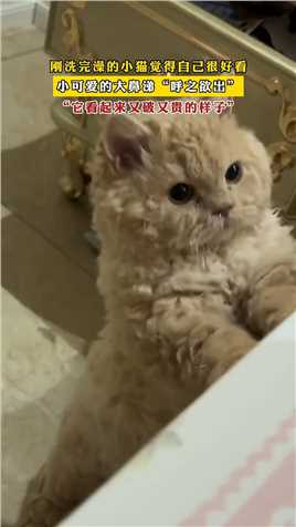 刚洗完澡的小猫觉得自己很好看，小可爱的大鼻涕“呼之欲出”，“它看起来又破又贵的样子”