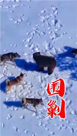 熊遭到了几只狗狗的围攻，然而，熊却发挥出色，勇猛无畏