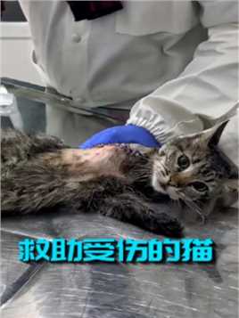 遭遇车祸的猫咪，在绝望中迎来了救助，它的命运总算有了转变 #动物救助 #猫咪 #动物解说