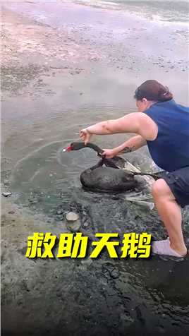 女士发现一只天鹅被困水里，它立刻上前捞起，并带回了家 