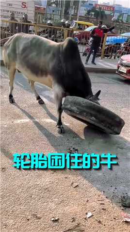 可怜的牛，头被轮胎困住，幸亏路人齐心帮助