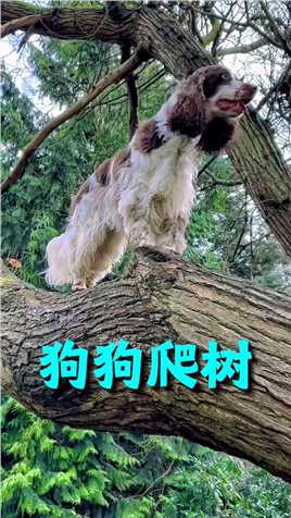 这只狗狗真有两下子，它居然会爬树