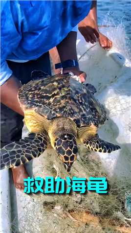 几名男子在海上发现了漂浮的渔网，捞起后，里面有一只被困的乌龟