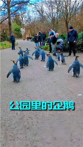在公园里突然见到一群企鹅，就问你惊不惊喜，意不意外