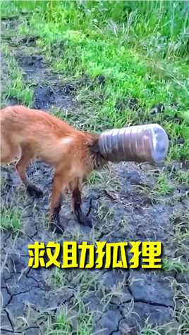 瘦弱的狐狸，头被塑料桶套住，男子见后，耐心的帮助着它