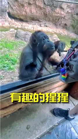 黑猩猩真有意思，它通过手势，让游客把包打开给它看