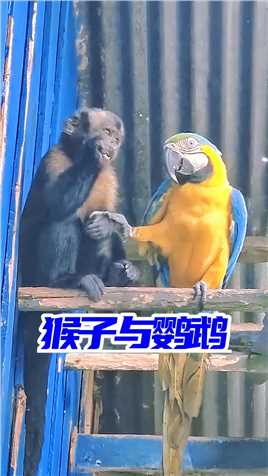 这只卷尾猴与金刚鹦鹉太亲密了，它们的举动，像极了爱情