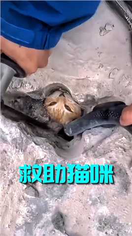 可怜的猫咪被困在水泥洞里，一场艰难救助就此拉开