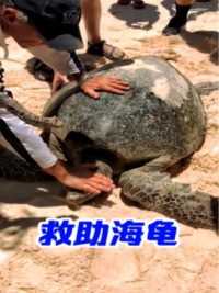 大海龟被困在了沙滩上，游客们见后，纷纷加入了帮助