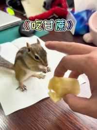 小松鼠第一次吃甘蔗！#小松鼠普洱