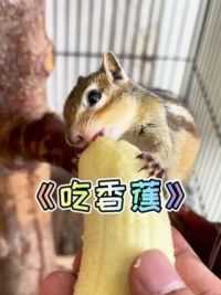 小松鼠吃香蕉！#小松鼠普洱 #猫和松鼠