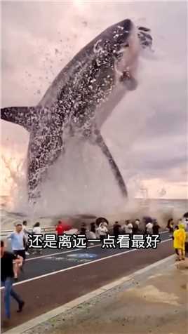 一群人在看潮，鲸鱼突然跳出水面_