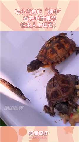 喂小乌龟吃“蜗牛”，看完毛骨悚然，怕虫人士慎看！