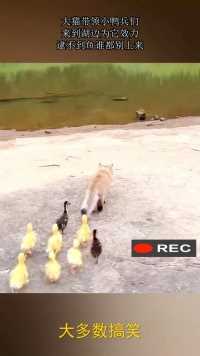 大猫带领小鸭兵们，来到湖边为它效力，逮不到鱼谁都别上来！