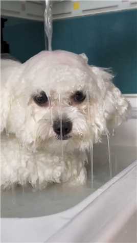 想刀人的眼神是藏不住的……哈哈哈！！！#狗狗洗澡 #想刀一个人的眼神是藏不住的