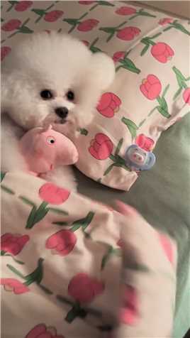 小狗知道只要乖乖躺好就可以睡床上！！#这也太可爱了叭 #它真的好像个小宝宝