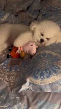 都多大的小狗了，睡觉还要抱着玩具！！#谁教它这么睡觉的 #这也太可爱了吧