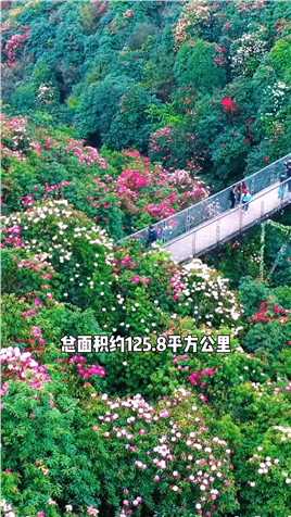 世界上蕞大的天然公园--贵州百里杜鹃