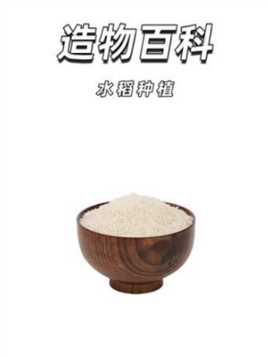 水稻是如何种植的？