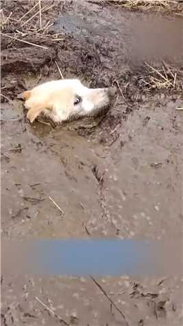流浪狗掉入泥塘无法自拔