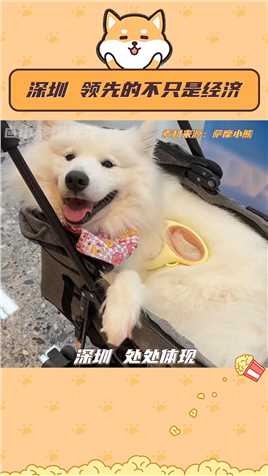 不敢想象我上车会有多快乐！#狗狗 #深圳 #深圳宠物巴士 #宠物
