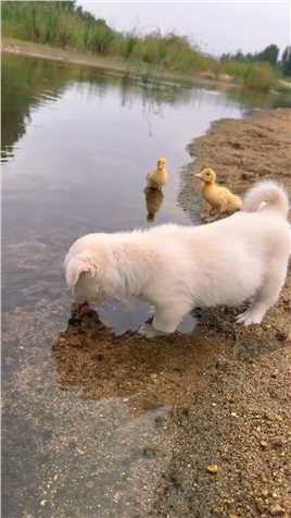 狗狗在河边喝水#萌宠 #狗狗 #金太阳原创