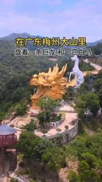 在广东梅州大山里盘着一条巨龙和一批白马 龙马精神栩栩如生