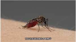 原来只有母蚊子才吸血，吸血过程堪比一场小手术 #科普 #蚊子 