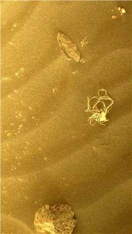 这是毅力号火星车攀爬杰泽罗陨石坑西部的三角洲遗迹斜坡时，在车轮下方发现了一团枯草”，这是啥，科学家说他是人造物~~你信不？#静心看世界 #地球 #宇宙 #火星 #视觉震撼