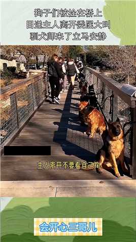 狗子们被拴在桥上，目送主人离开委屈大叫，驯犬师来了立马安静！