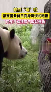 接到“福”啦！中国大熊猫保护研究中心，福宝营业首日变身沉浸式吃播，嘎嘎炫饭，网友表示家里的饭就是香