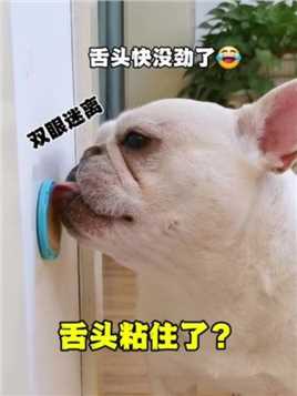 说时迟～那时快！舌头嗖～的一下就上墙了 #法斗 #傻狗的日常 #宠物零食#萌宠好物#家有馋狗