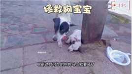 可怜的狗宝宝遭到狗贩子的殴打，可怜的他马上就要死了人类最忠诚的朋友