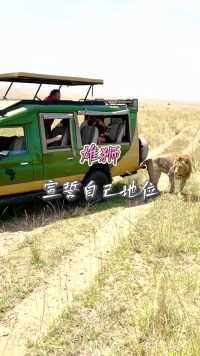 探讨雄狮靠近游客观光车，这一有趣的现象