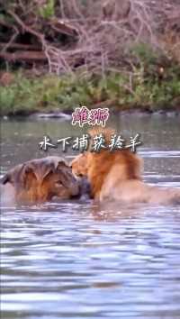 雄狮在水中，展示了惊人的力量和勇气，成功捕获到一只猎物