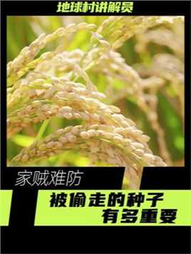 一颗种子，到底有多重要 #种子 #袁隆平 #水稻