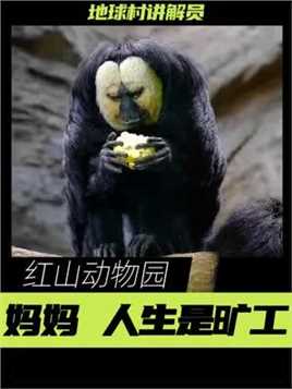 如果有下辈子 村长要去这里当猴 #红山动物园 #动物园 #大熊猫 #杜杜 #茉莉.