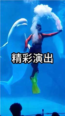 海豚和潜水员的精彩演出，简直是太默契了 #海洋馆游玩 #人与动物和谐相处 #动物成精了.