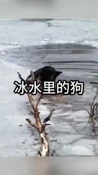 男子勇敢的跳入冰水里救助狗狗 惊险刺激 动物救助