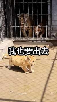 被困在笼子里的狗狗也想得到自由   